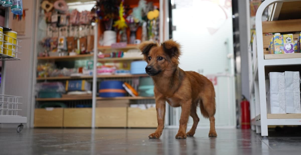 Pet — local independent stores